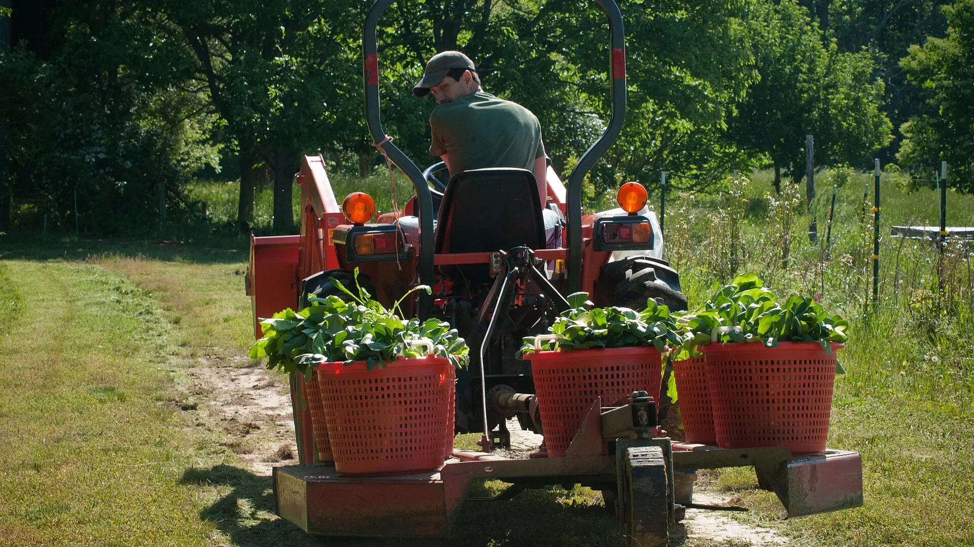 Producteur récoltant des légumes frais à la ferme