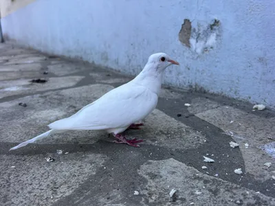 photo d’une colombe