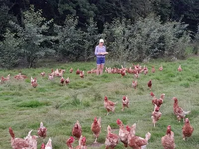 les couvées de brullemail